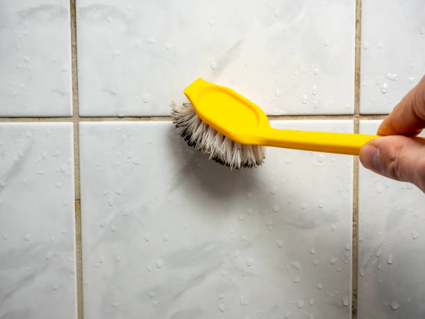 Best Black Mold Removal  in Curtisville, PA