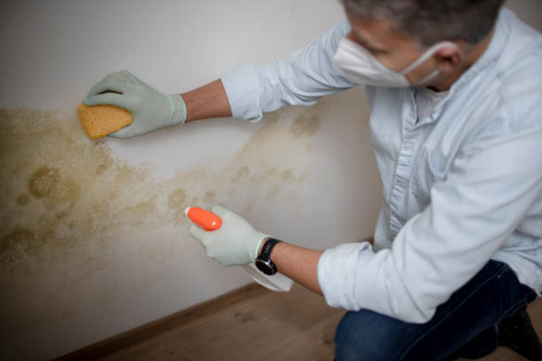 Best Best Mold Removal Companies  in Curtisville, PA