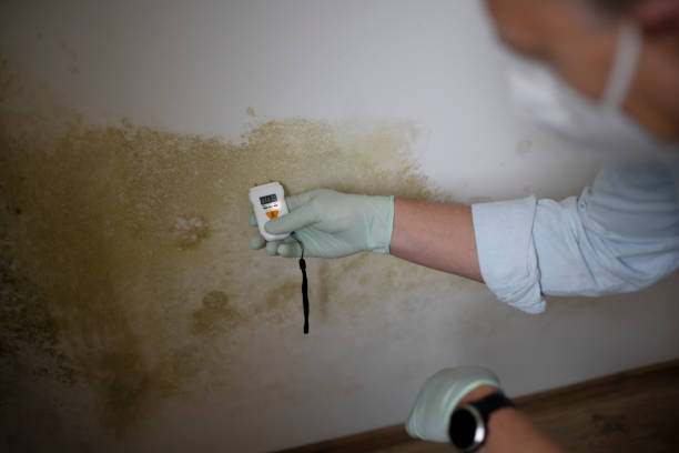 Best Mold Testing  in Curtisville, PA