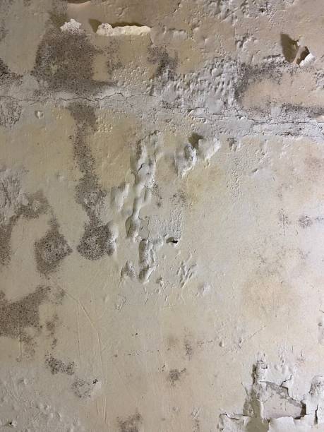 Best Home Mold Removal  in Curtisville, PA