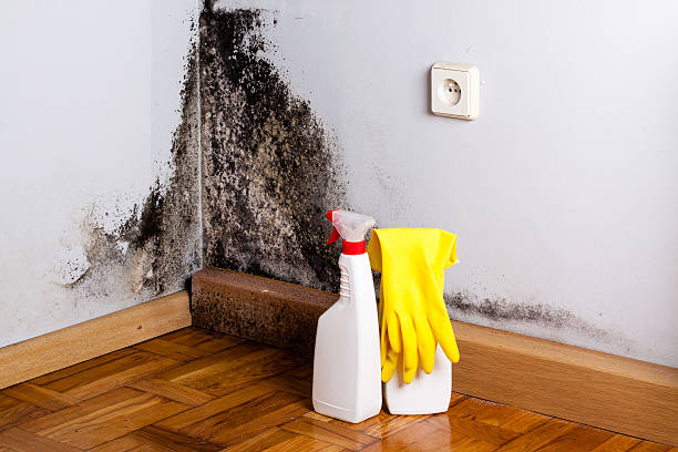 Best Office Mold Removal Services  in Curtisville, PA