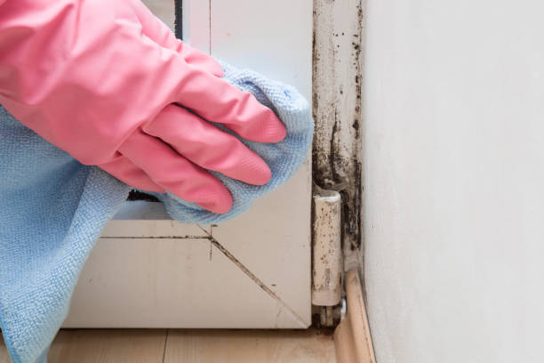 Best Attic Mold Removal  in Curtisville, PA